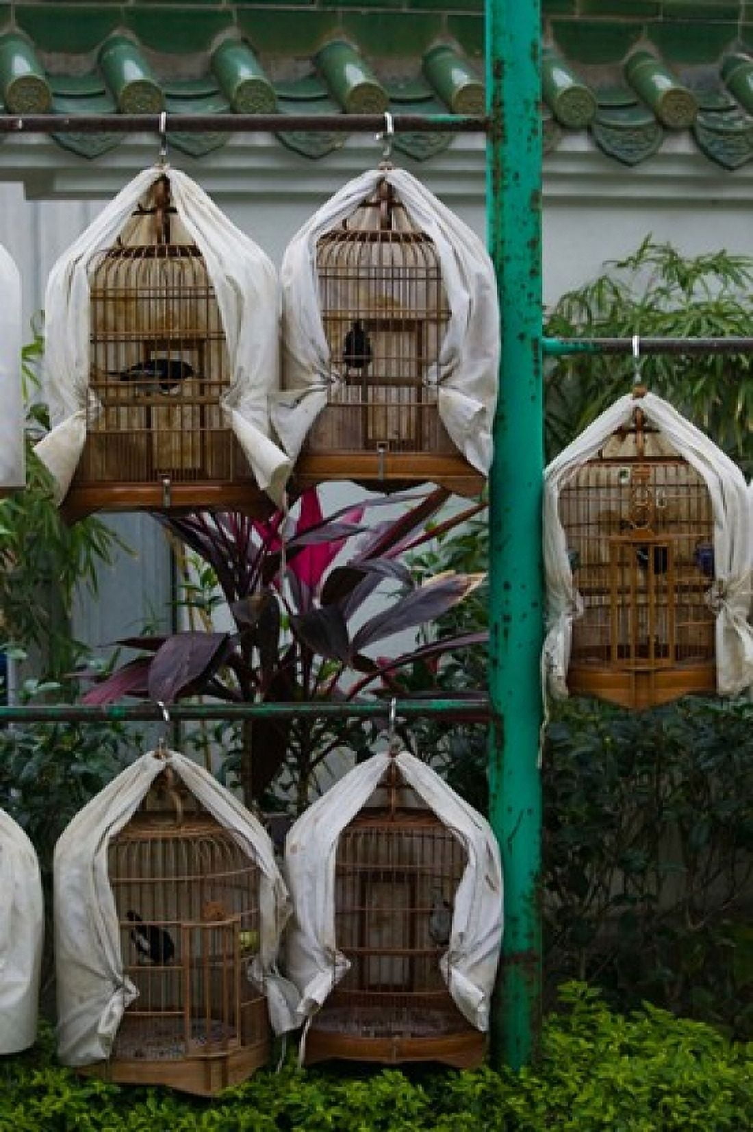 Birds in cages for sale at a bird market Yuen Po Street Bird Garden Mong Kok Kowloon Hong Kong Canvas Art - Panoramic Images (24 x 36)