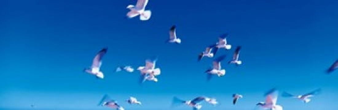 Birds in flight Flagler Beach FL USA Canvas Art - Panoramic Images (18 x 6)