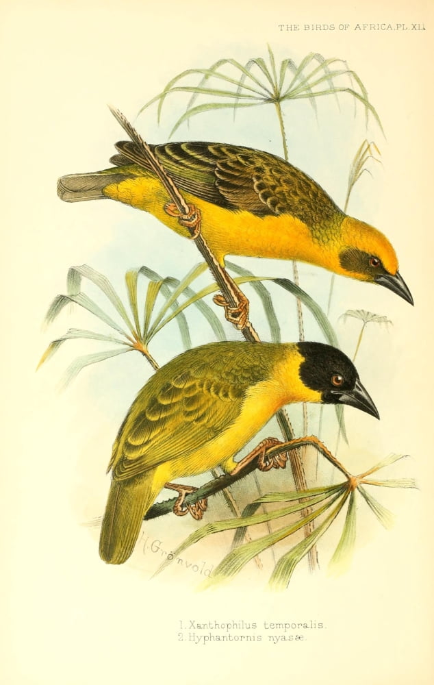 Birds of Africa 1896 Nyasa Weaver Canvas Art - H Grnvold (18 x 24)