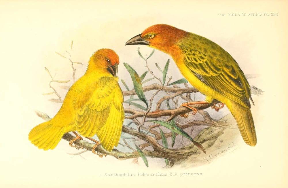Birds of Africa 1896 Princes Is Golden Warbler Canvas Art - H Grnvold (18 x 24)