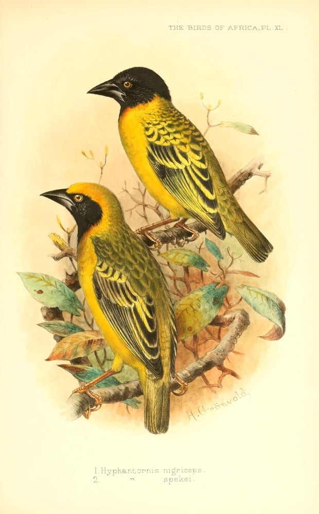 Birds of Africa 1896 Weavers Canvas Art - H Grnvold (18 x 24)