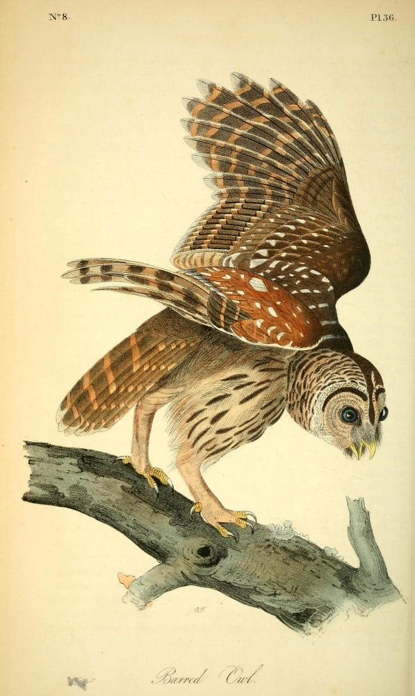 Birds of America 1840 Barred Owl Canvas Art - JJ Audubon (18 x 24)