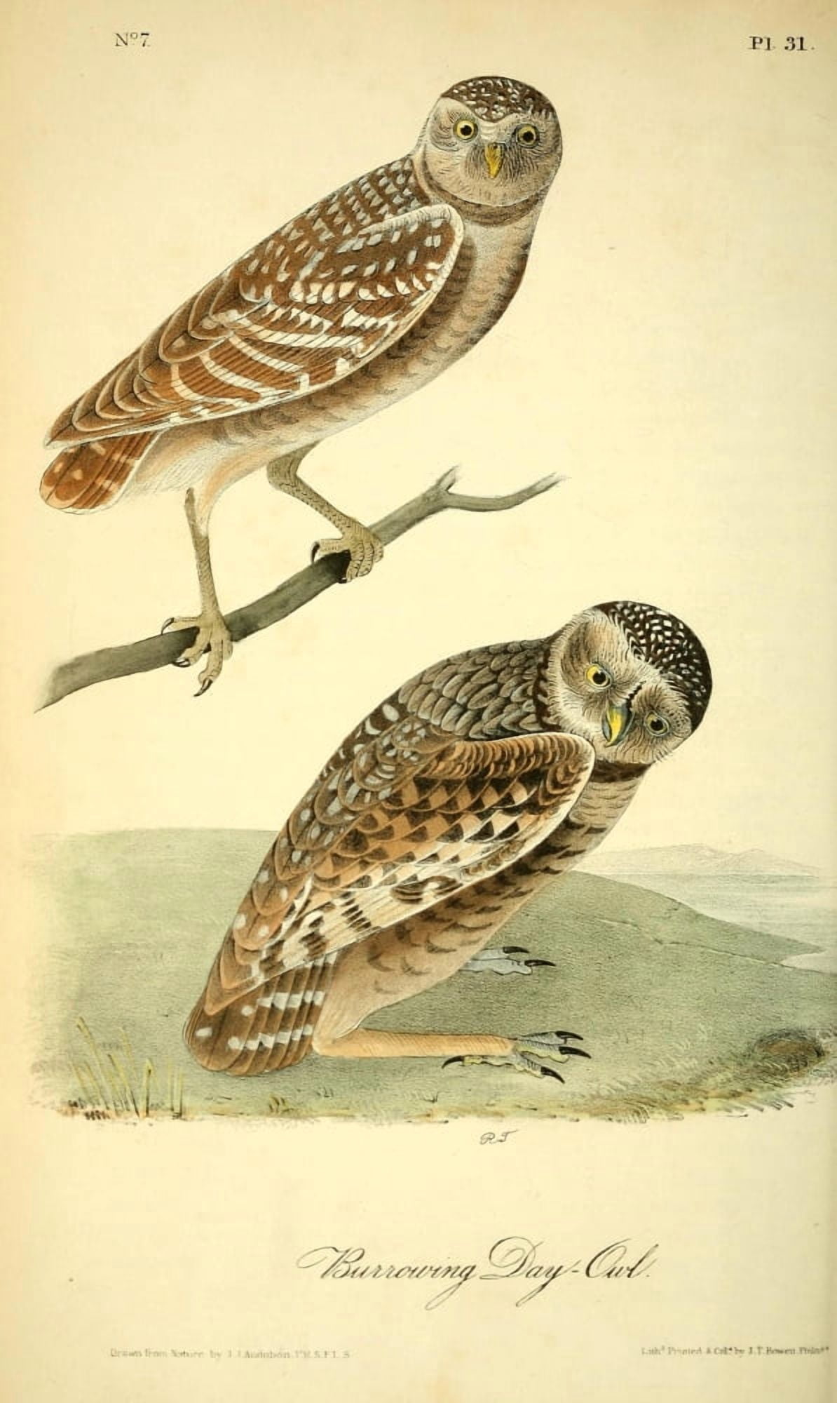 Birds of America 1840 Burrowing Day-owl Canvas Art - JJ Audubon (24 x 36)