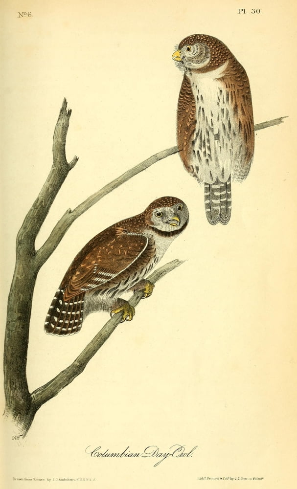 Birds of America 1840 Columbian Day-owl Canvas Art - JJ Audubon (18 x 24)