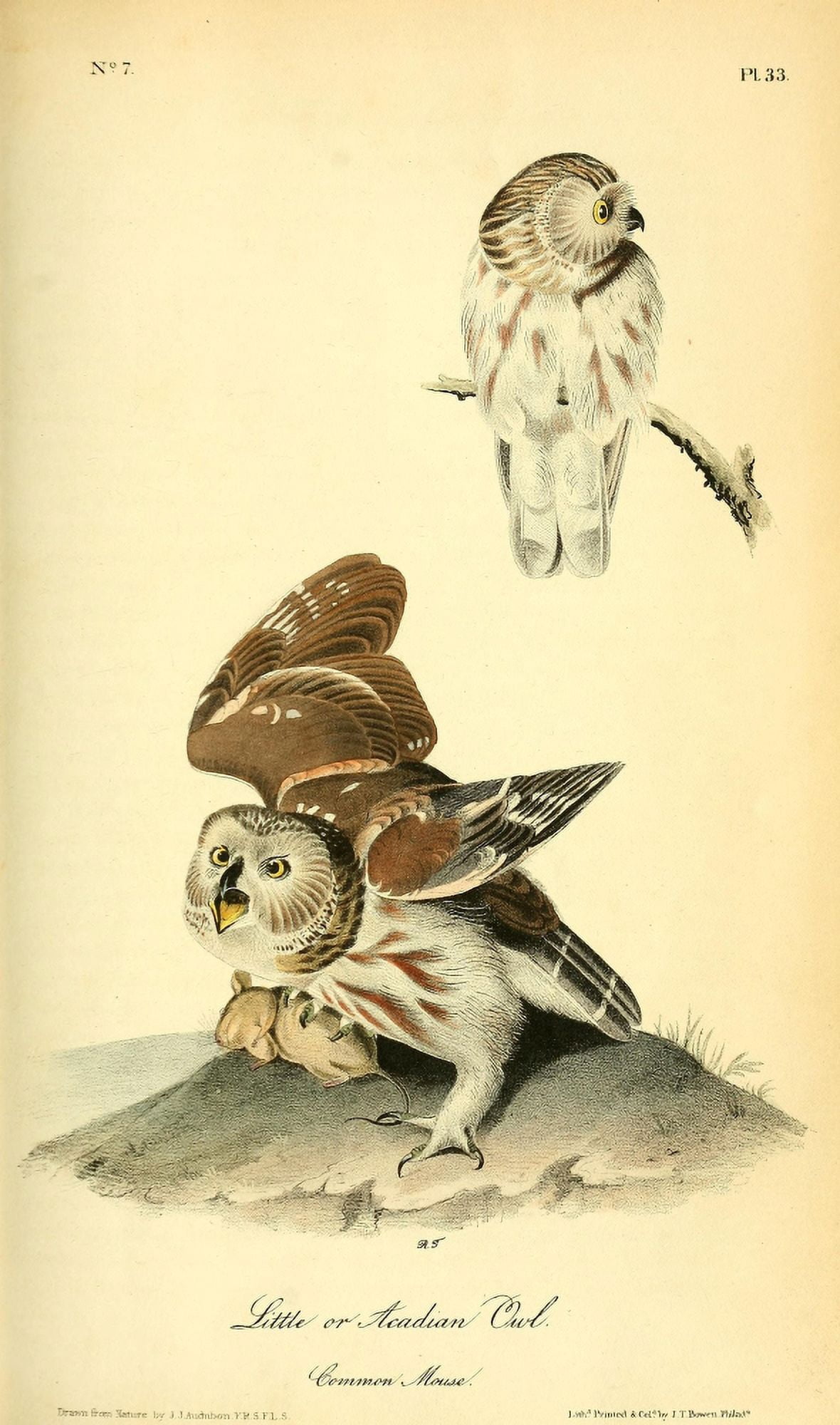 Birds of America 1840 Little Owl Canvas Art - JJ Audubon (18 x 24)