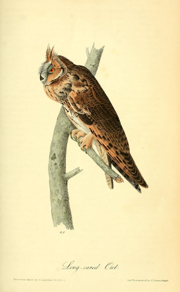 Birds of America 1840 Long-eared Owl Canvas Art - JJ Audubon (18 x 24)
