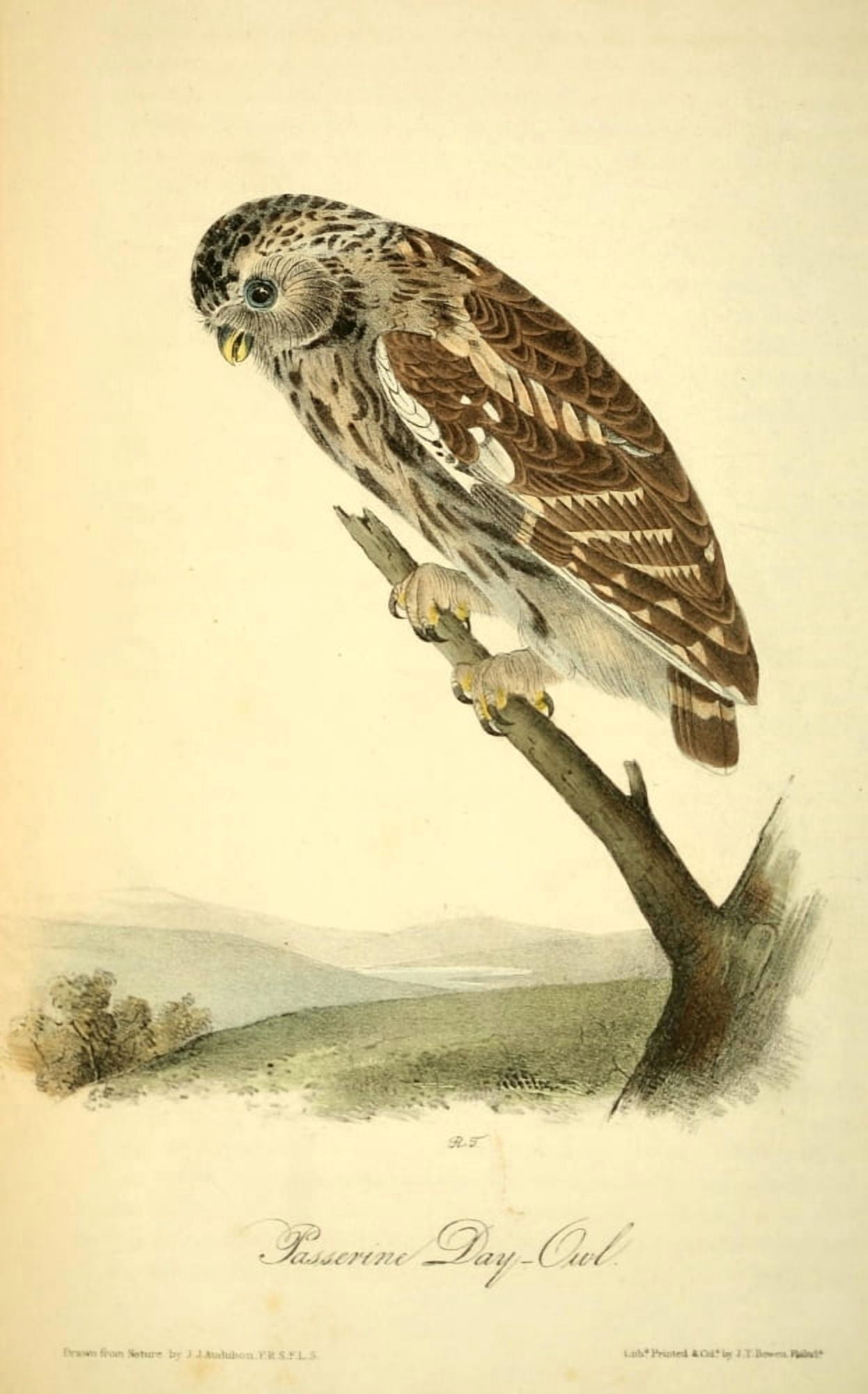 Birds of America 1840 Passerine Day-Owl Canvas Art - JJ Audubon (18 x 24)