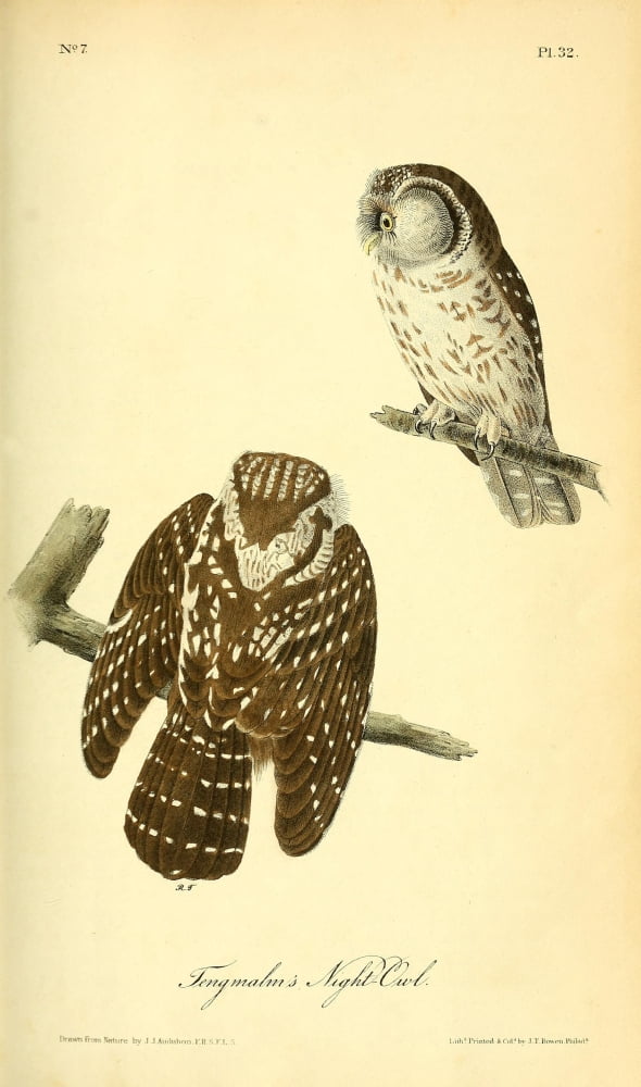 Birds of America 1840 Tengmalms Night-owl Canvas Art - JJ Audubon (18 x 24)