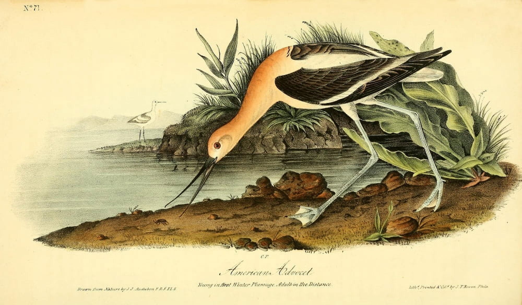 Birds of America 1844 American Advocet Canvas Art - JJ Audubon (24 x 36)