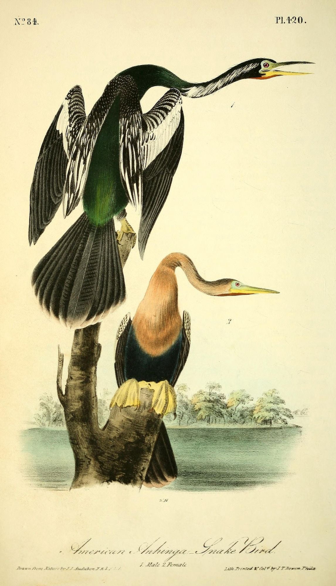 Birds of America 1844 American Anhinga Snake-bird Canvas Art - JJ Audubon (24 x 36)