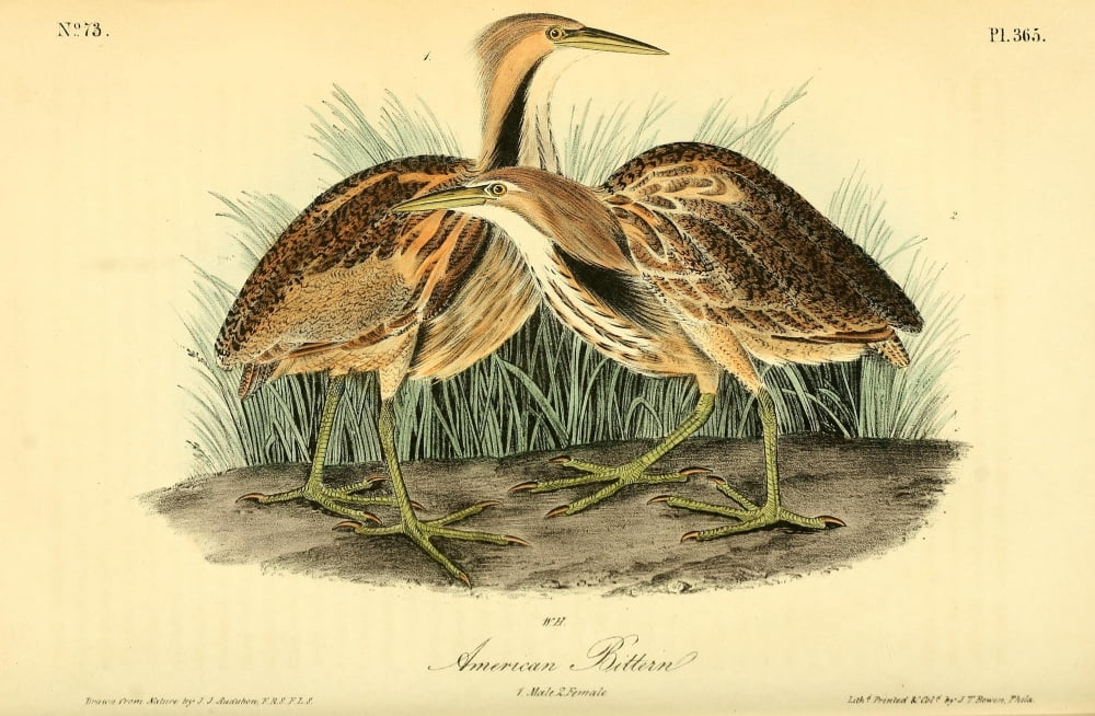 Birds of America 1844 American Bittern Canvas Art - JJ Audubon (24 x 36)