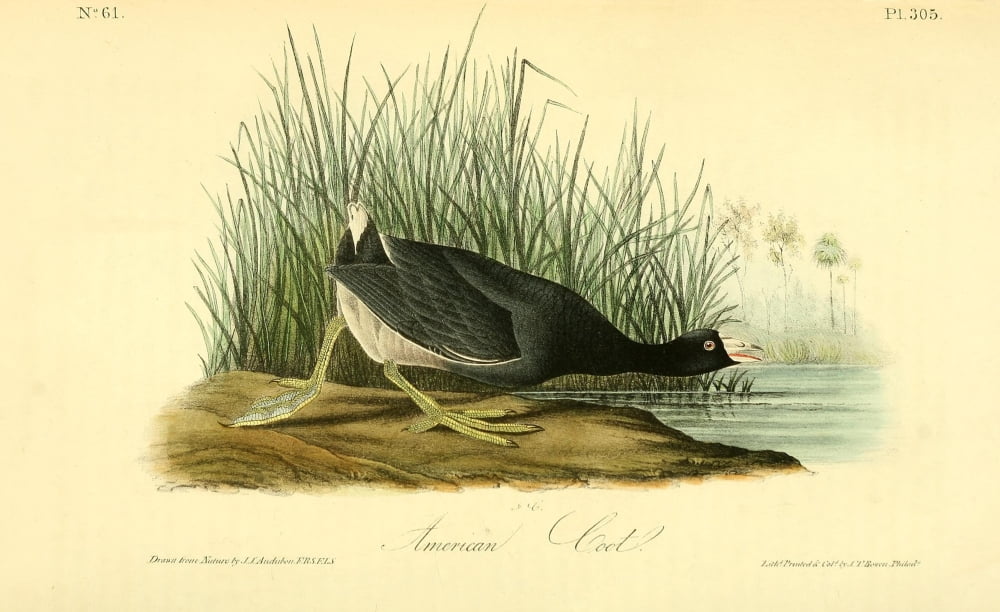 Birds of America 1844 American Coot Canvas Art - JJ Audubon (18 x 24)