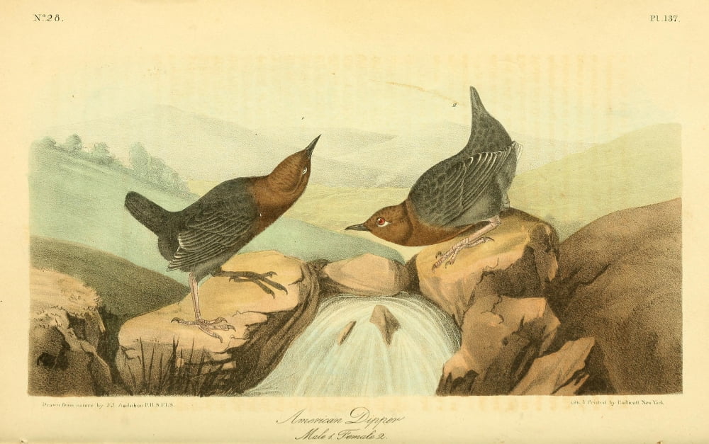 Birds of America 1844 American Dipper Canvas Art - JJ Audubon (18 x 24)