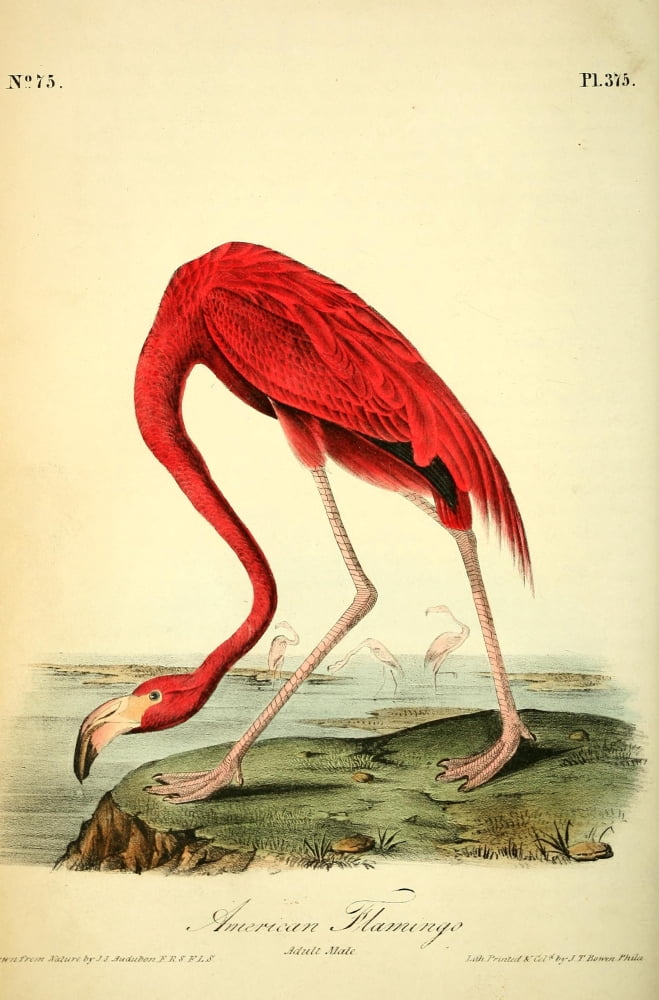 Birds of America 1844 American Flamingo Canvas Art - JJ Audubon (18 x 24)
