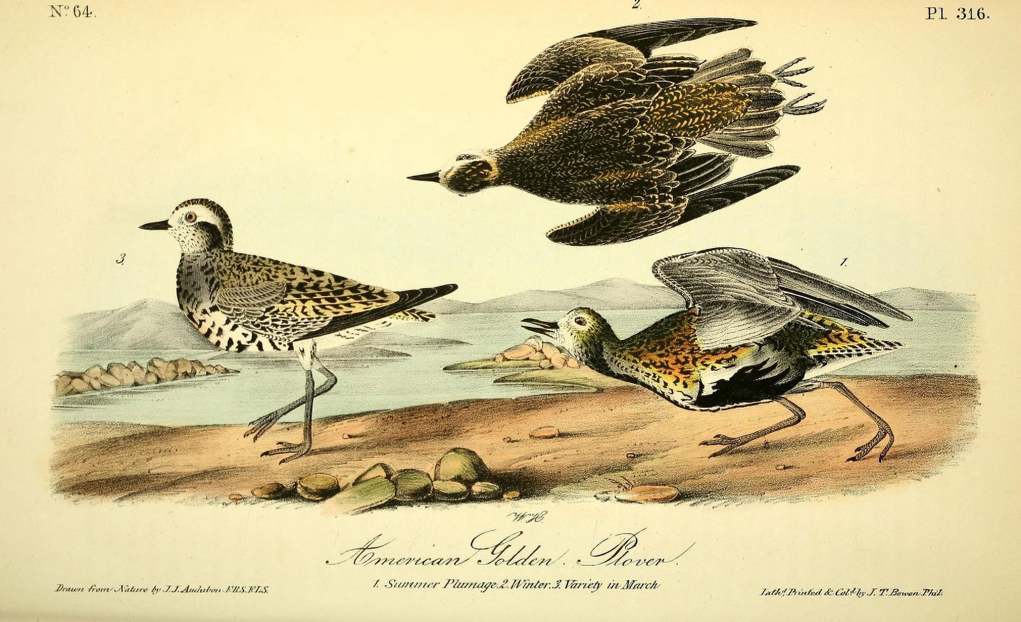 Birds of America 1844 American Golden Plover Canvas Art - JJ Audubon (24 x 36)