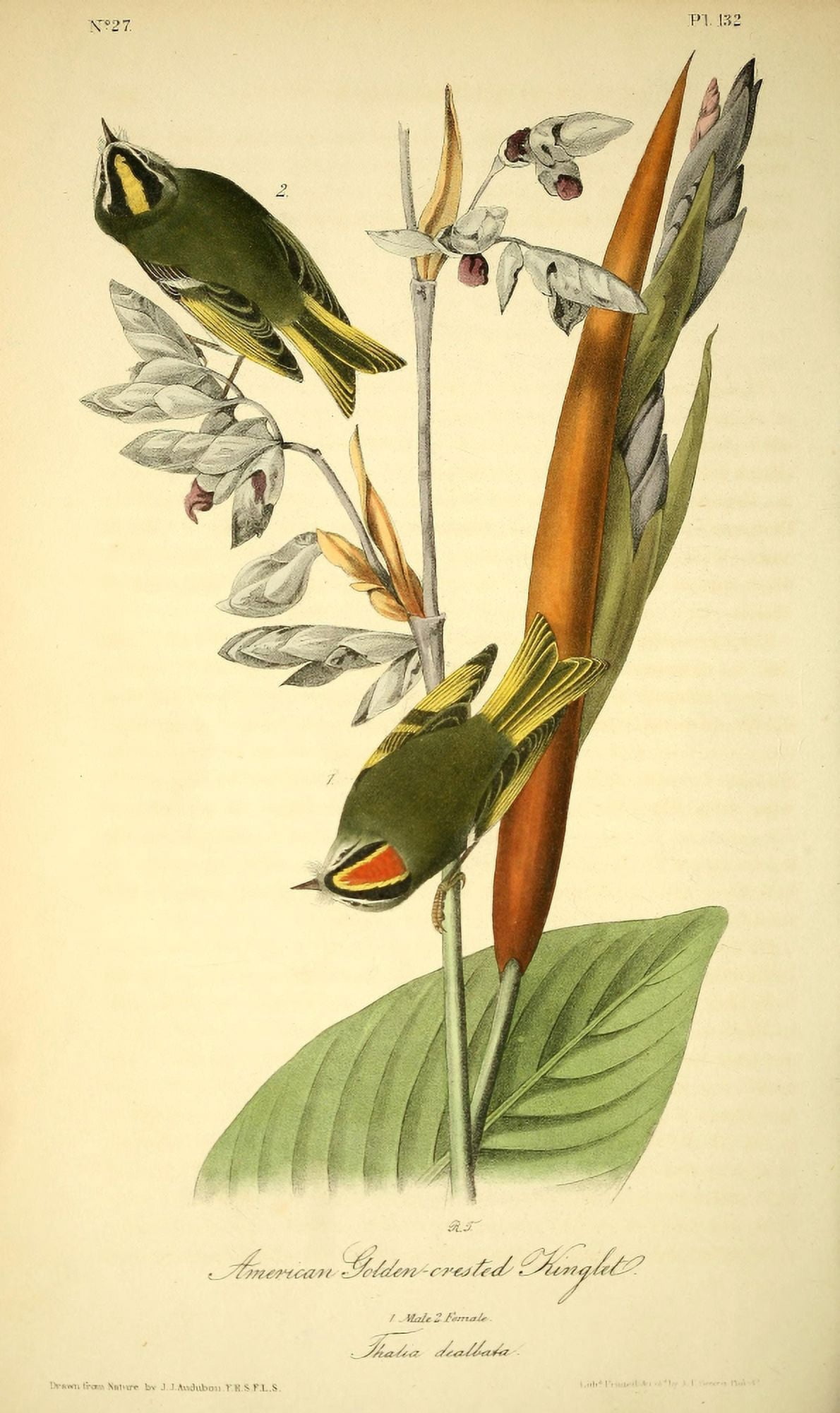 Birds of America 1844 American Golden-crested Kinglet Canvas Art - JJ Audubon (18 x 24)