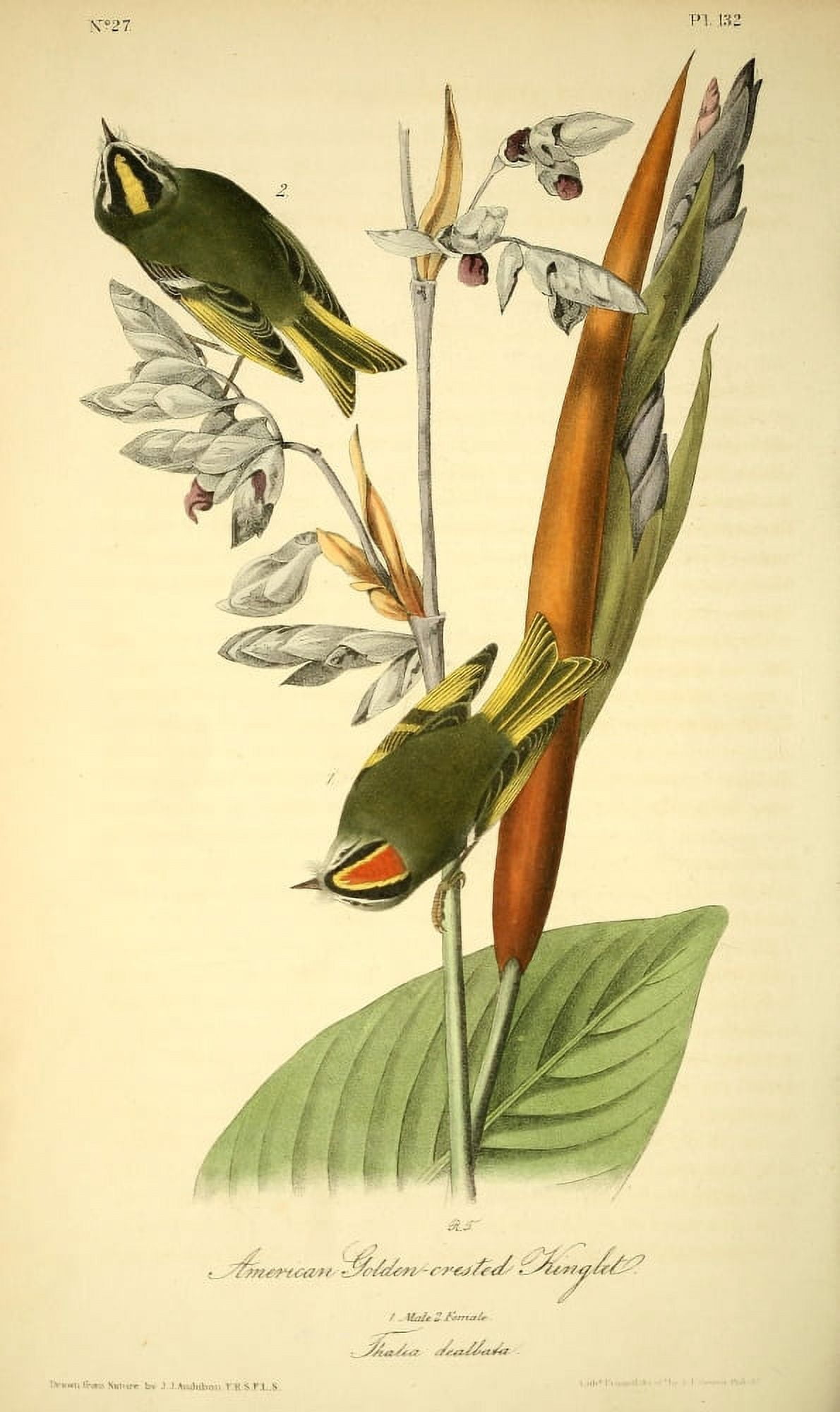 Birds of America 1844 American Golden-crested Kinglet Canvas Art - JJ Audubon (24 x 36)