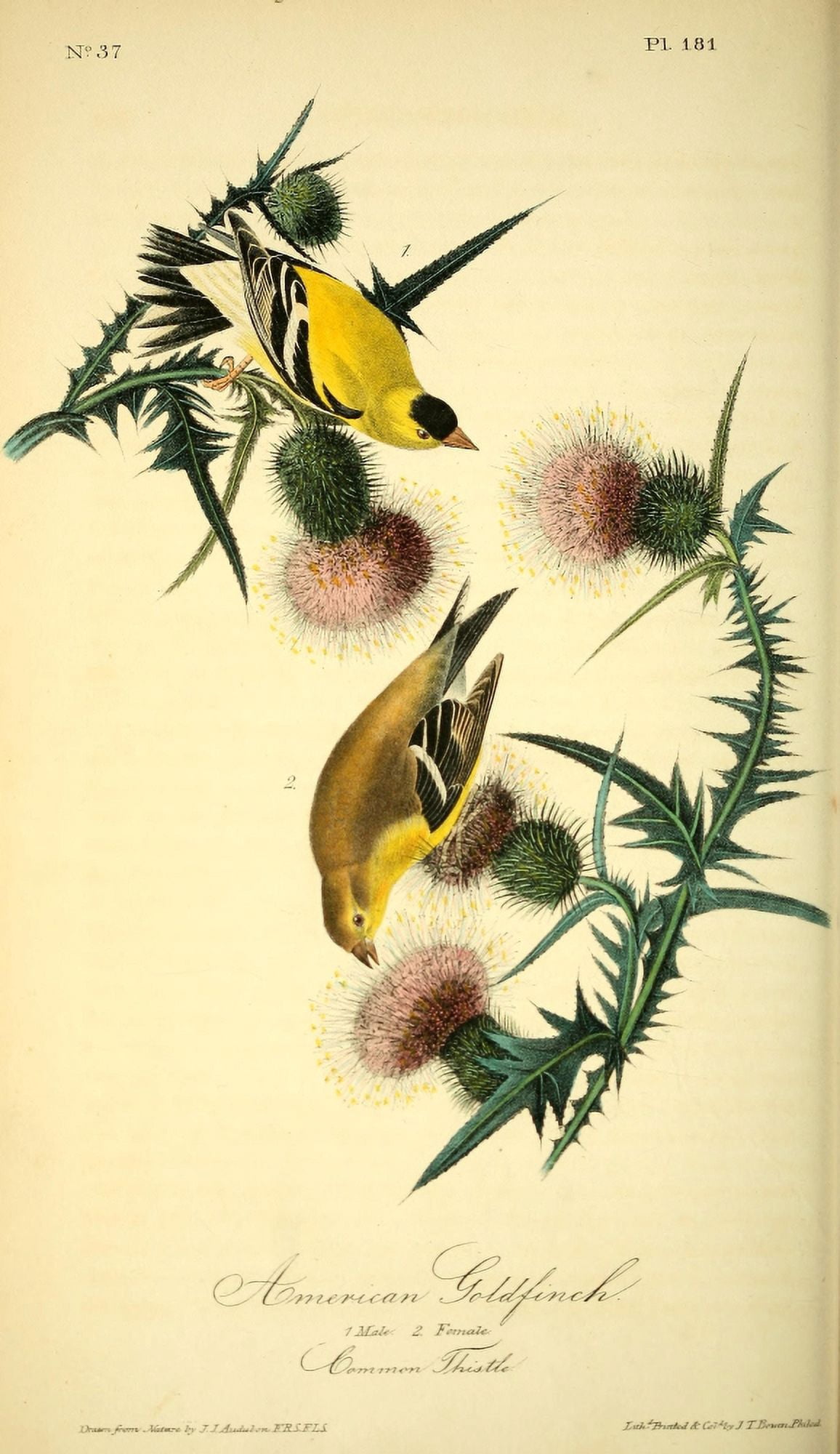 Birds of America 1844 American Goldfinch Canvas Art - JJ Audubon (24 x 36)