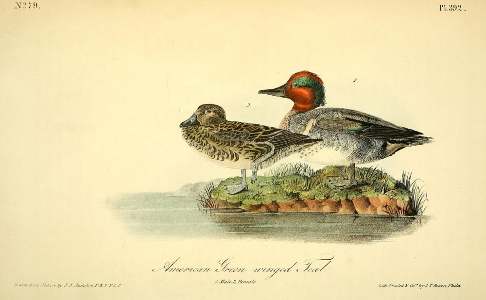 Birds of America 1844 American Green-winged Teal Canvas Art - JJ Audubon (18 x 24)