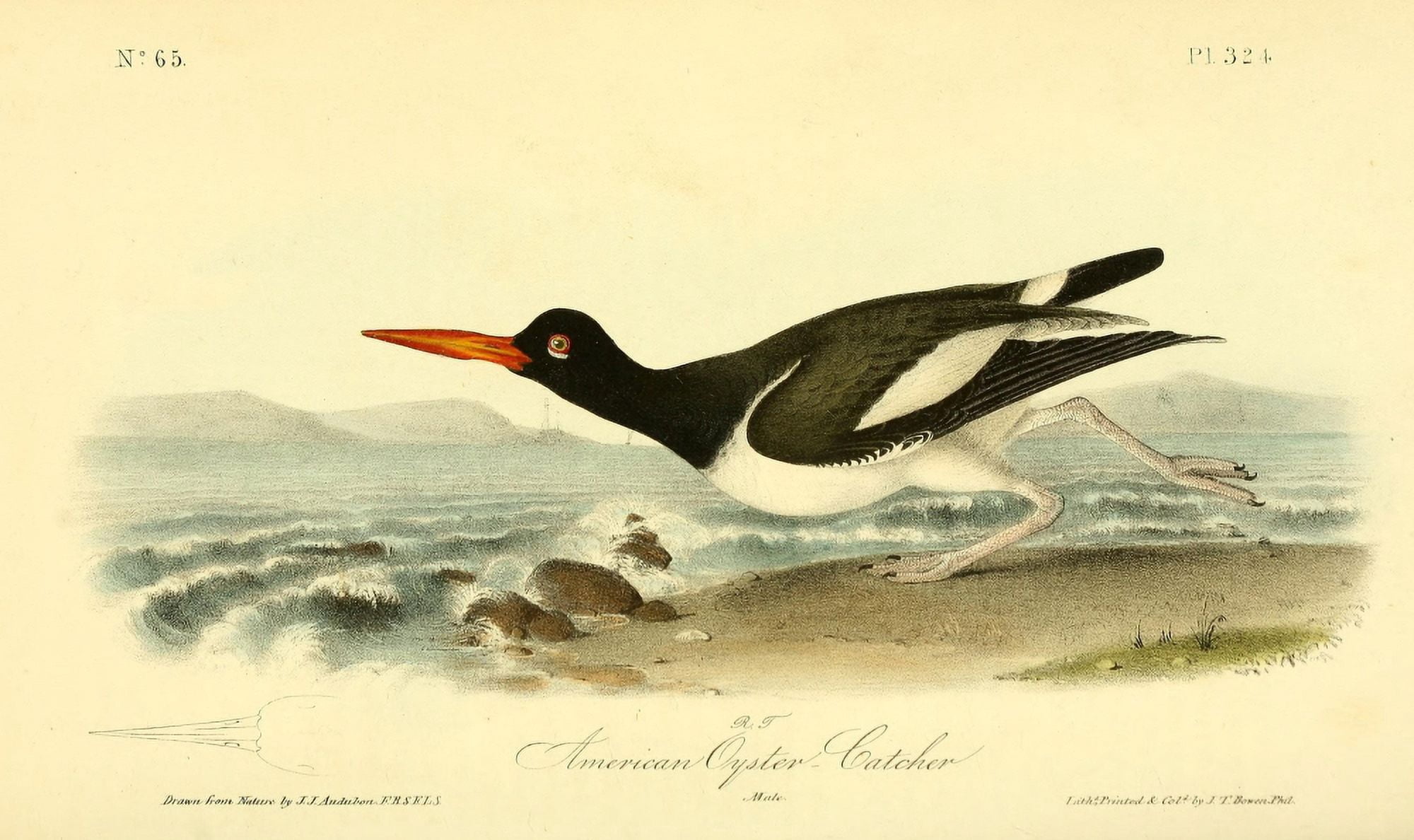 Birds of America 1844 American Oyster Catcher Canvas Art - JJ Audubon (24 x 36)