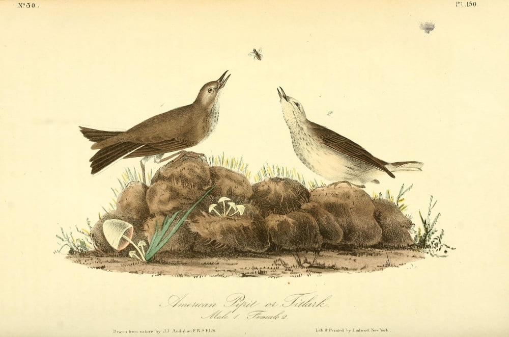 Birds of America 1844 American Pipit Canvas Art - JJ Audubon (24 x 36)