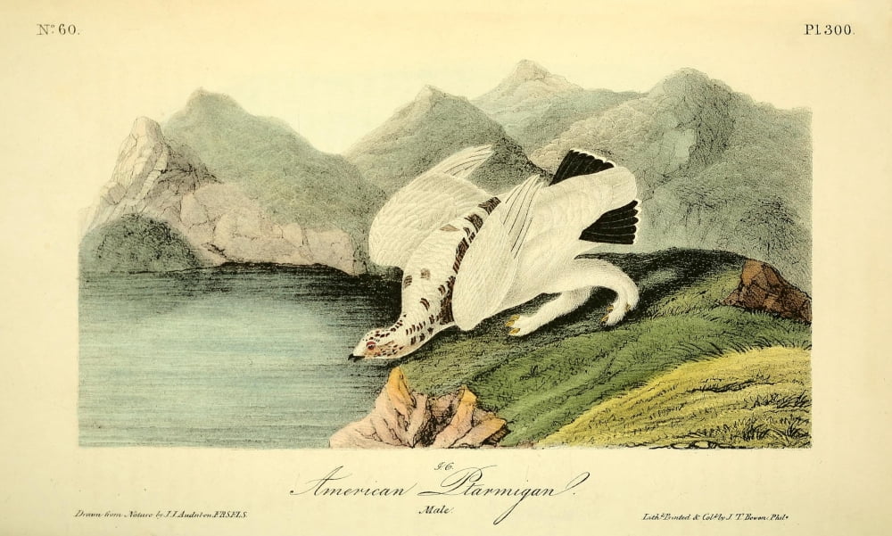 Birds of America 1844 American Ptarmigan Canvas Art - JJ Audubon (24 x 36)
