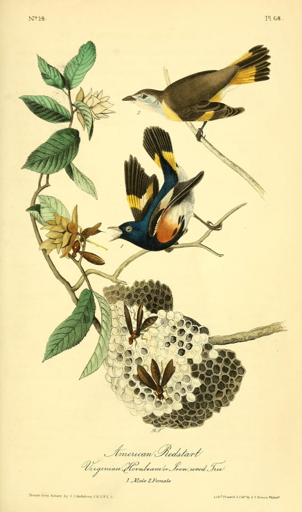 Birds of America 1844 American Redstart Canvas Art - JJ Audubon (24 x 36)