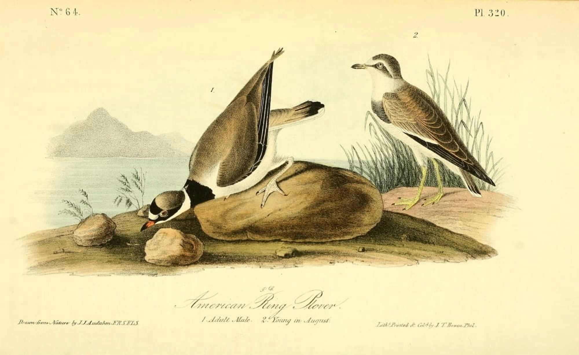 Birds of America 1844 American Ring Plover Canvas Art - JJ Audubon (24 x 36)