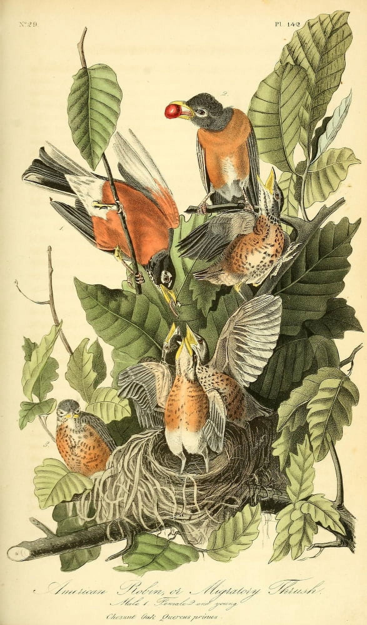 Birds of America 1844 American Robin Canvas Art - JJ Audubon (24 x 36)