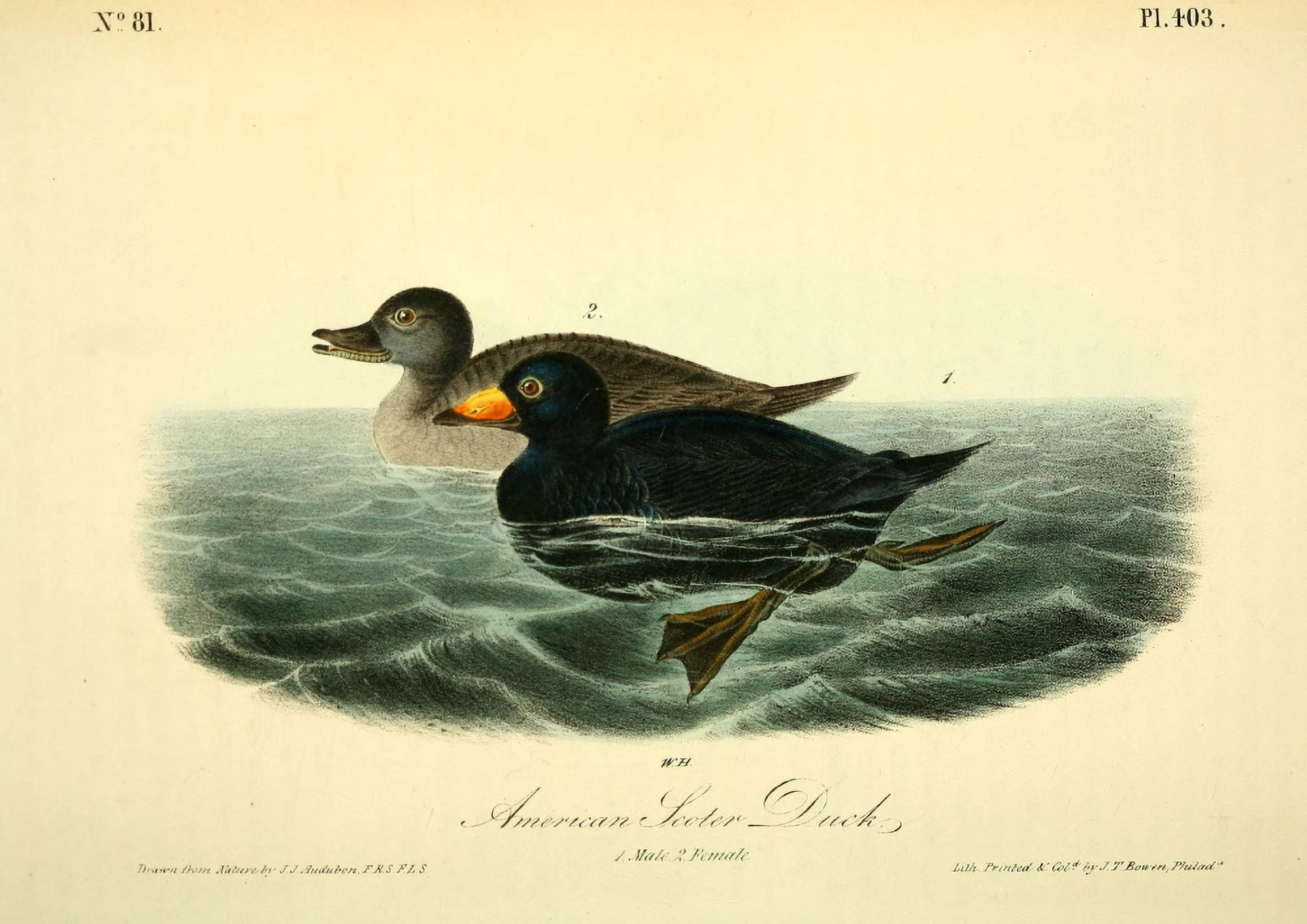 Birds of America 1844 American Scoter Duck Canvas Art - JJ Audubon (18 x 24)