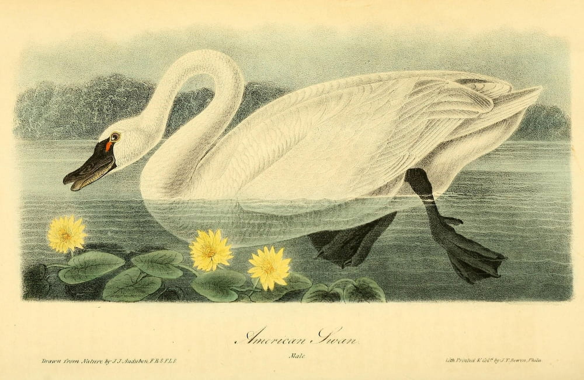 Birds of America 1844 American Swan Canvas Art - JJ Audubon (24 x 36)