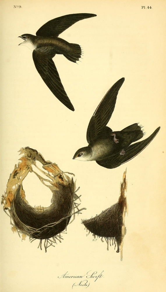 Birds of America 1844 American Swift Canvas Art - JJ Audubon (24 x 36)