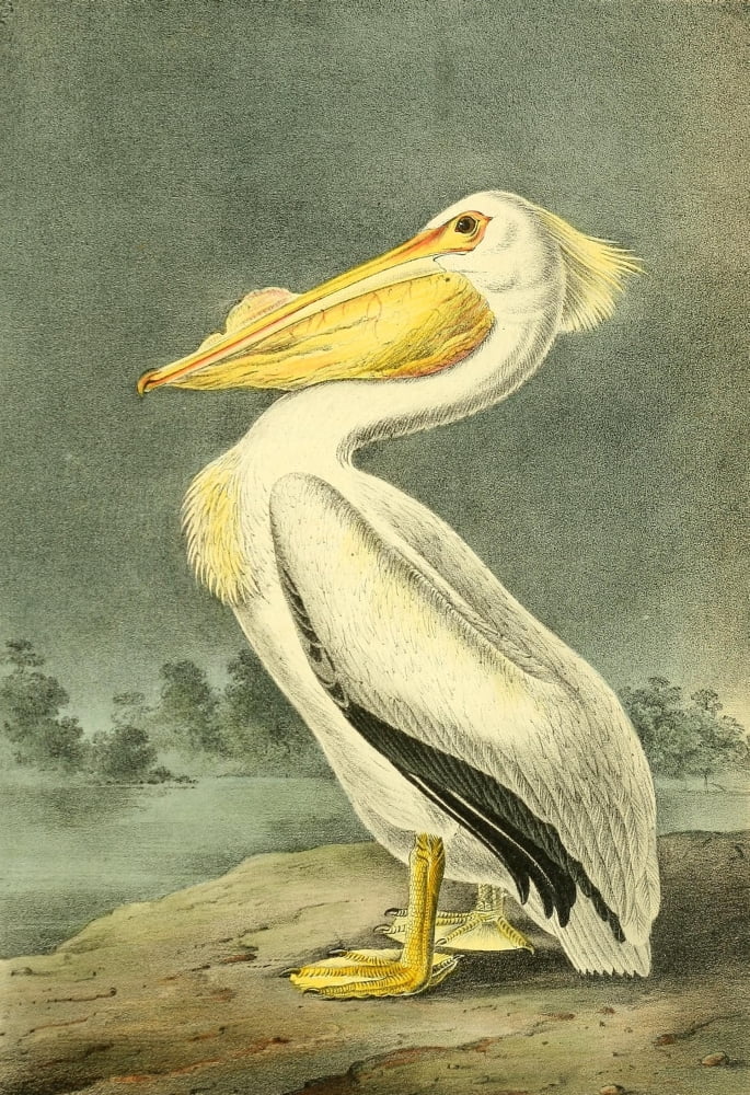 Birds of America 1844 American White Pelican Canvas Art - JJ Audubon (18 x 24)