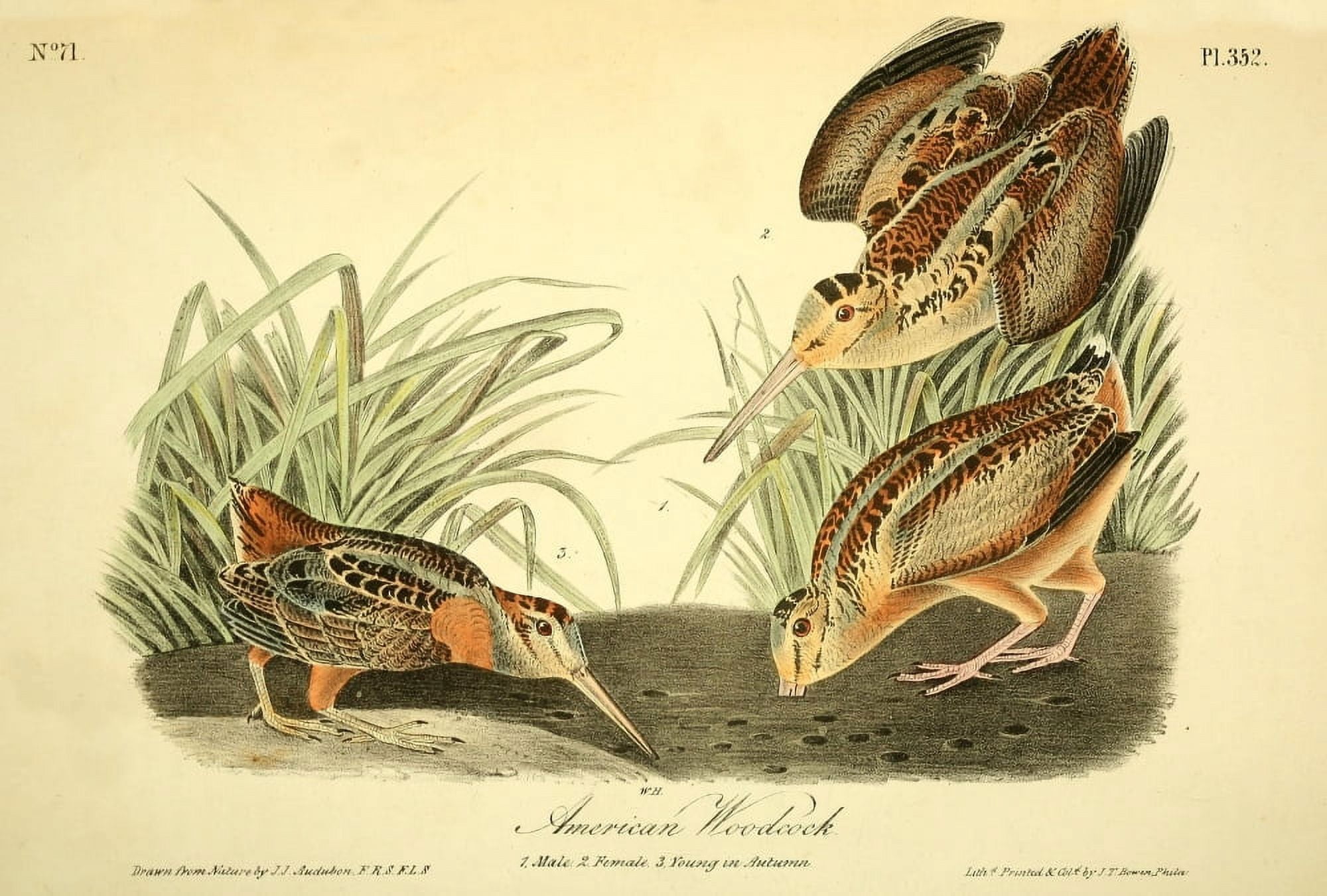 Birds of America 1844 American Woodcock Canvas Art - JJ Audubon (18 x 24)
