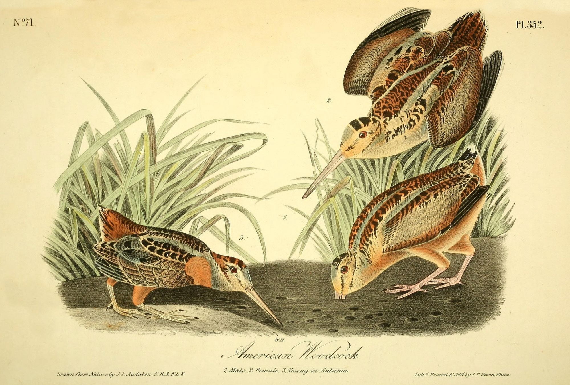 Birds of America 1844 American Woodcock Canvas Art - JJ Audubon (24 x 36)