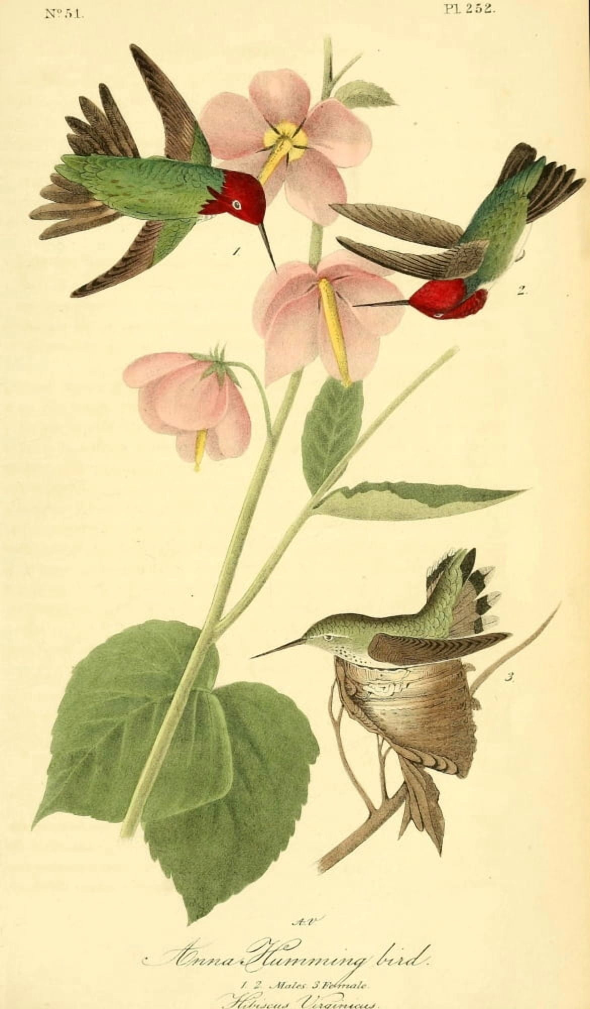 Birds of America 1844 Anna Humming Bird Canvas Art - JJ Audubon (18 x 24)