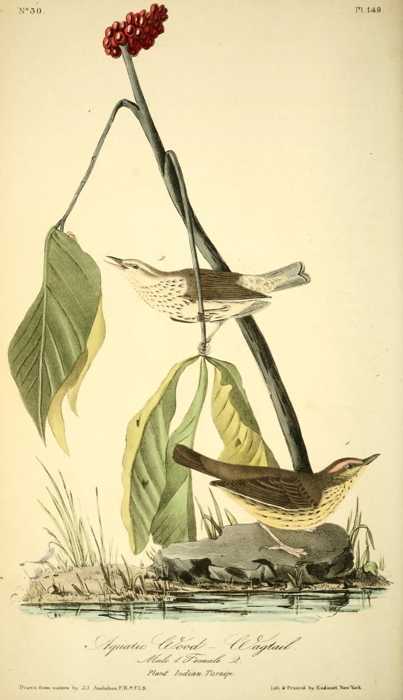 Birds of America 1844 Aquatic Wood Wagtail Canvas Art - JJ Audubon (24 x 36)