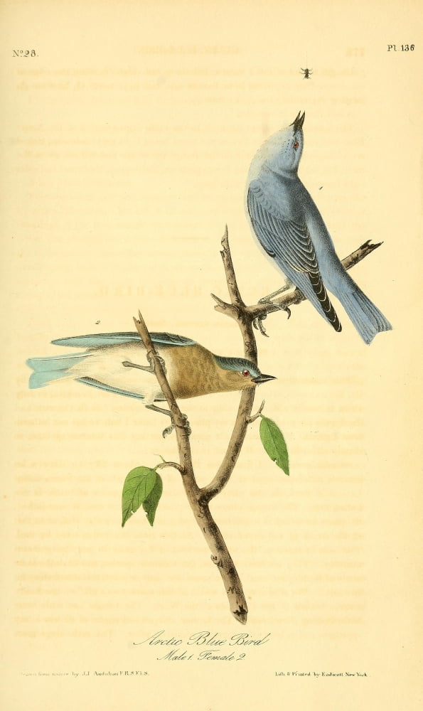 Birds of America 1844 Arctic Blue Bird Canvas Art - JJ Audubon (18 x 24)