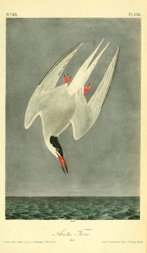 Birds of America 1844 Arctic Tern Canvas Art - JJ Audubon (18 x 24)