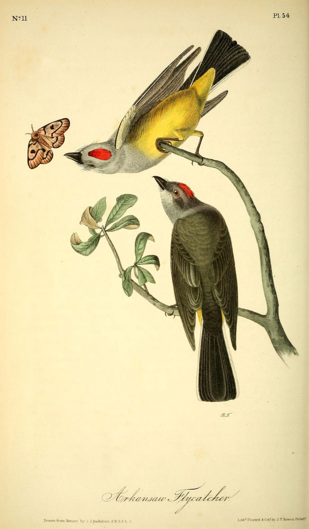 Birds of America 1844 Arkansas Flycatcher Canvas Art - JJ Audubon (24 x 36)