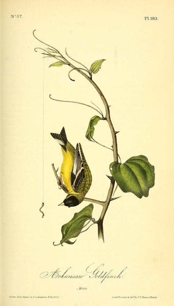Birds of America 1844 Arkansas Goldfinch Canvas Art - JJ Audubon (18 x 24)