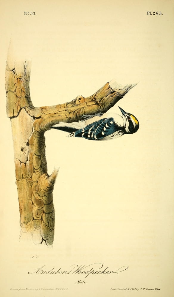 Birds of America 1844 Audubons Woodpecker Canvas Art - JJ Audubon (24 x 36)