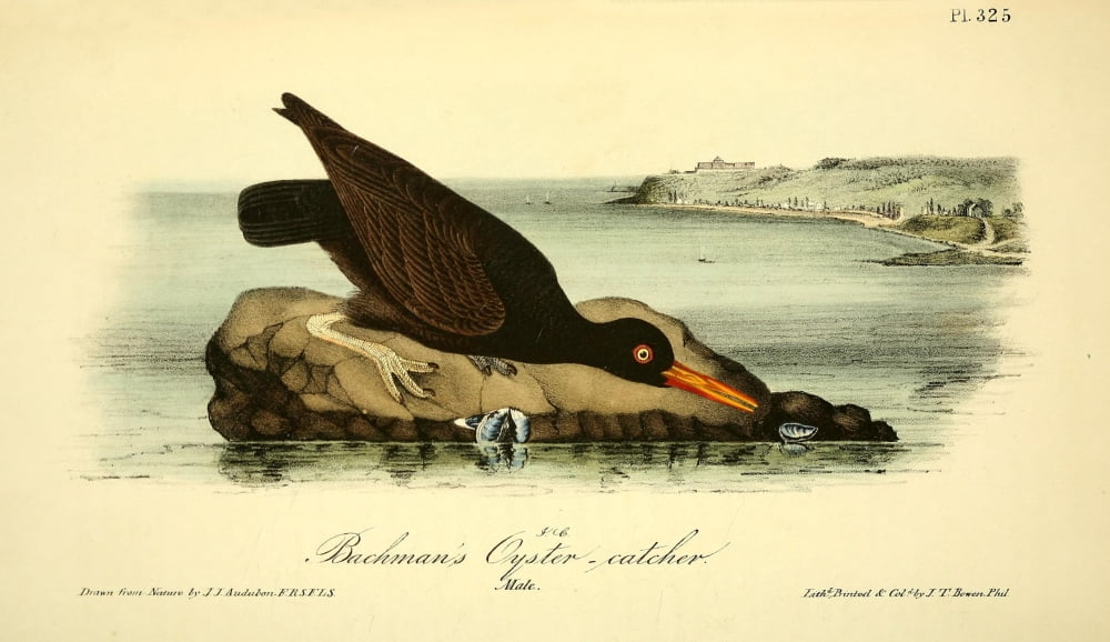Birds of America 1844 Bachmans Oyster Catcher Canvas Art - JJ Audubon (18 x 24)