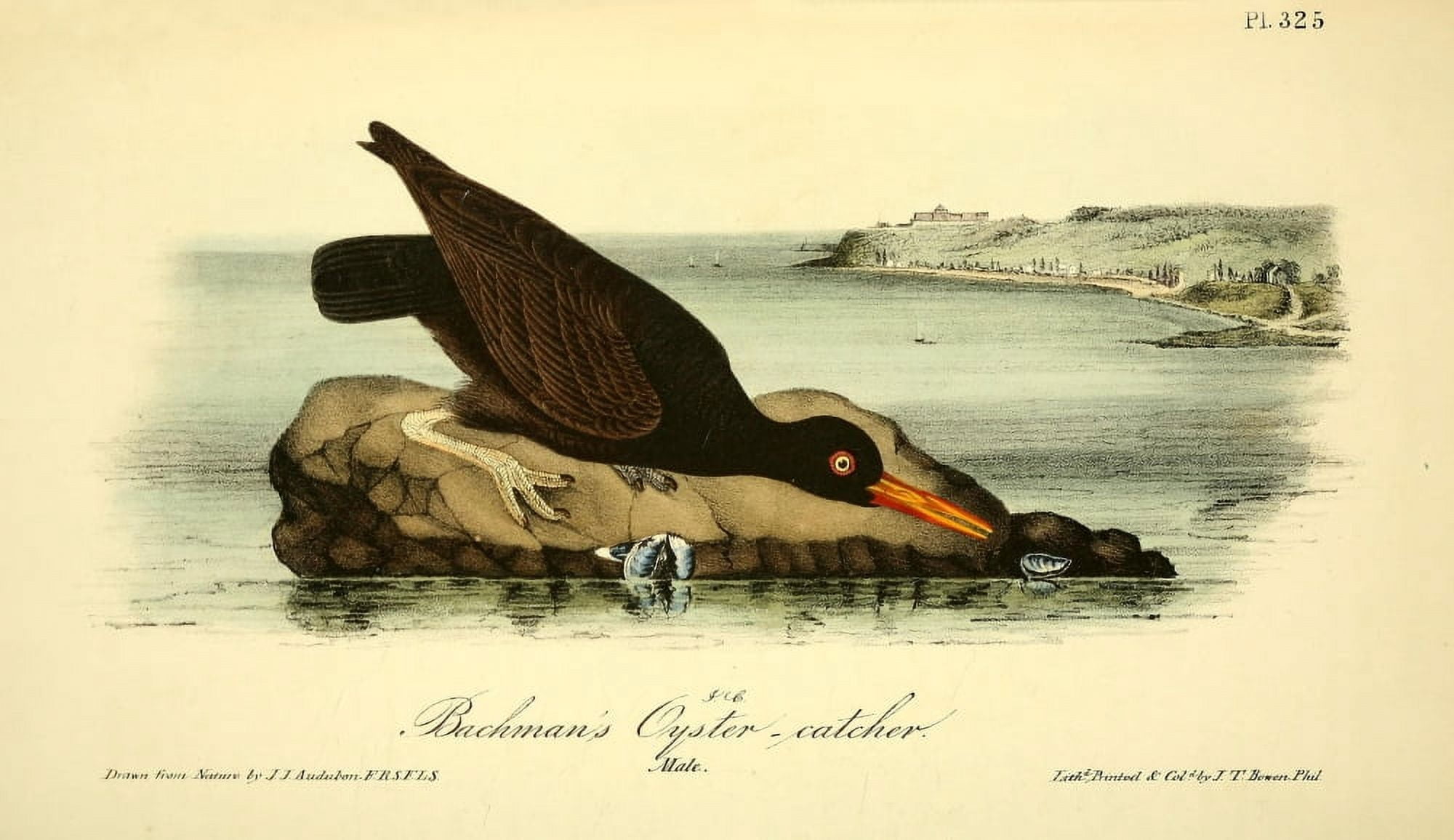 Birds of America 1844 Bachmans Oyster Catcher Canvas Art - JJ Audubon (24 x 36)