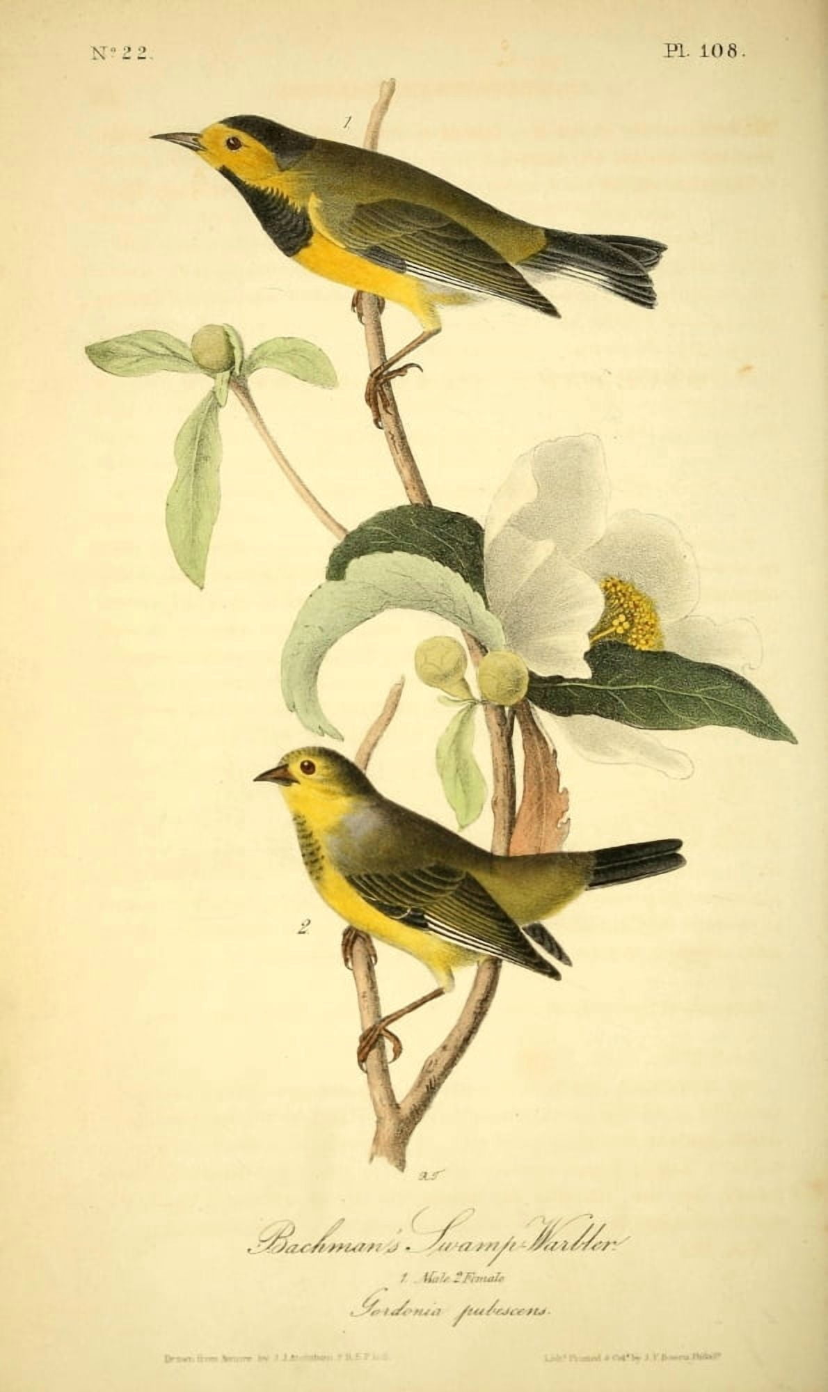 Birds of America 1844 Bachmans Oyster Swamp Warbler Canvas Art - JJ Audubon (24 x 36)