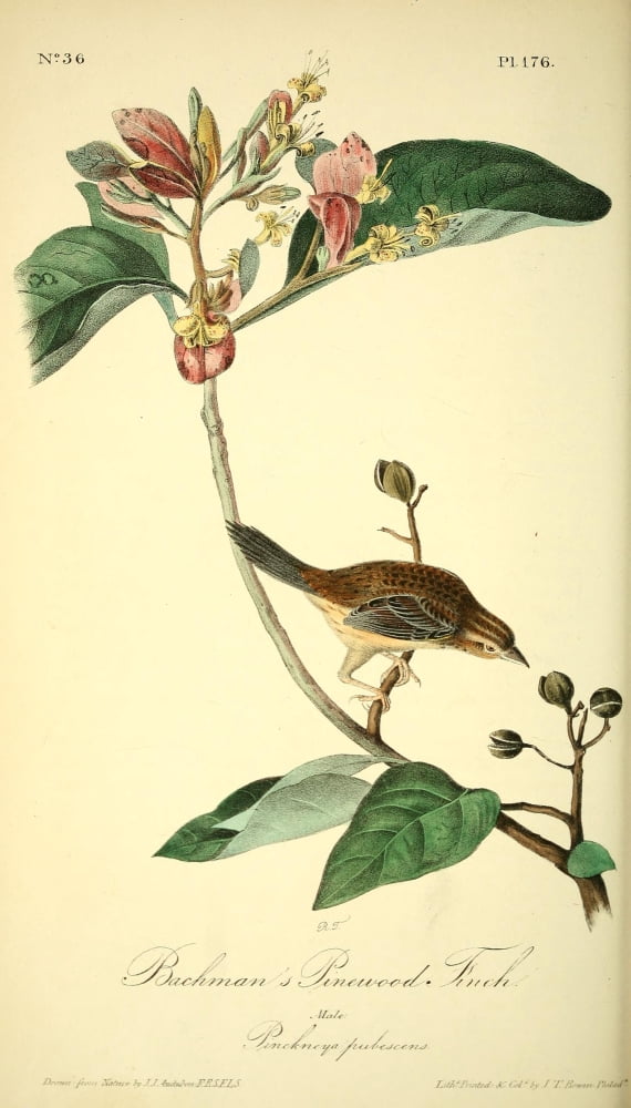 Birds of America 1844 Bachmans Pinewood Finch Canvas Art - JJ Audubon (18 x 24)