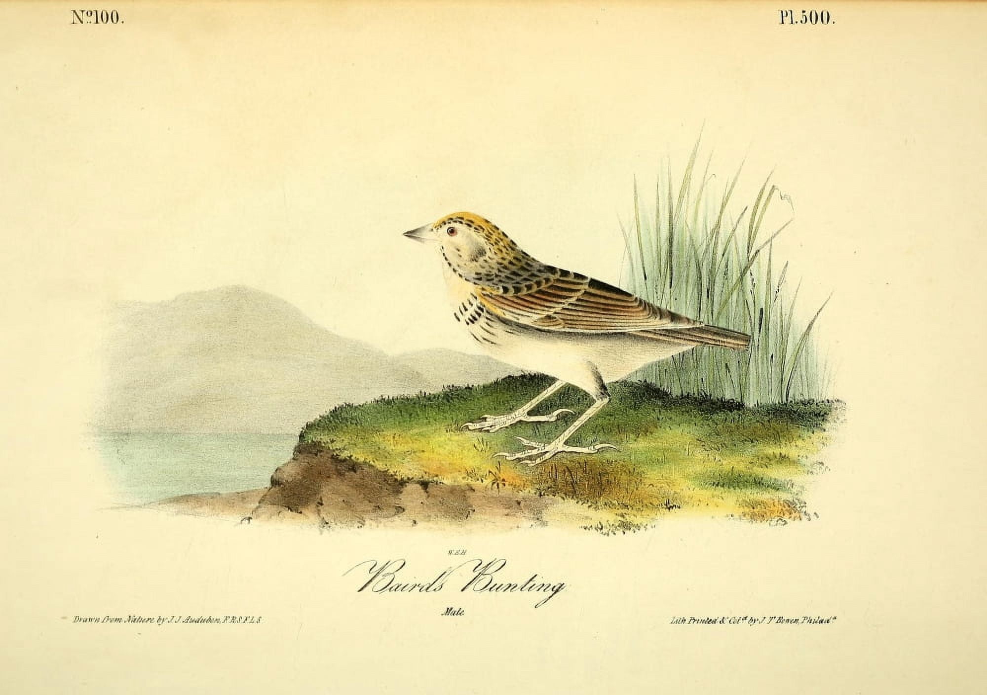 Birds of America 1844 Bairds Bunting Canvas Art - JJ Audubon (24 x 36)