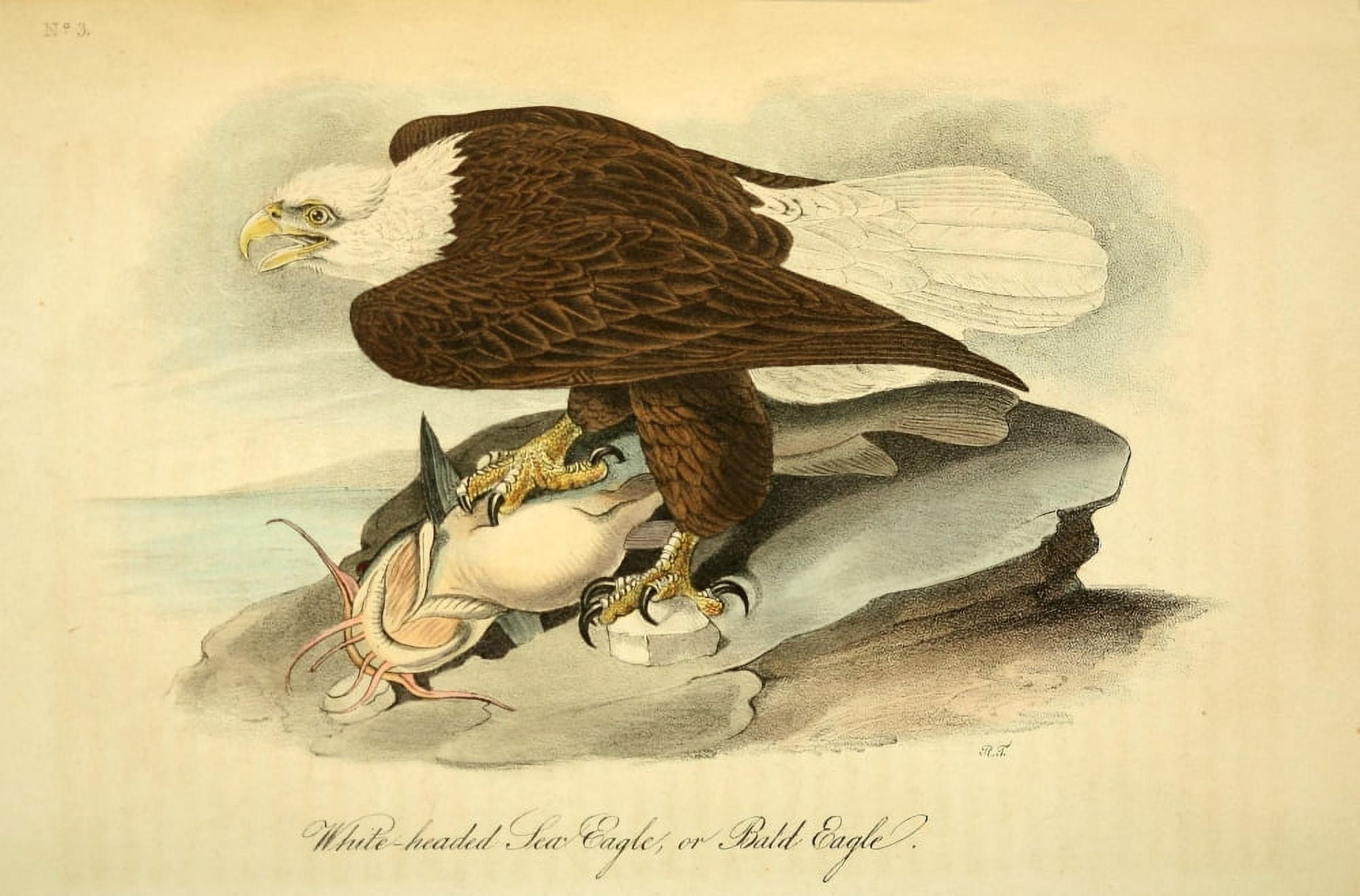 Birds of America 1844 Bald Eagle Canvas Art - JJ Audubon (18 x 24)