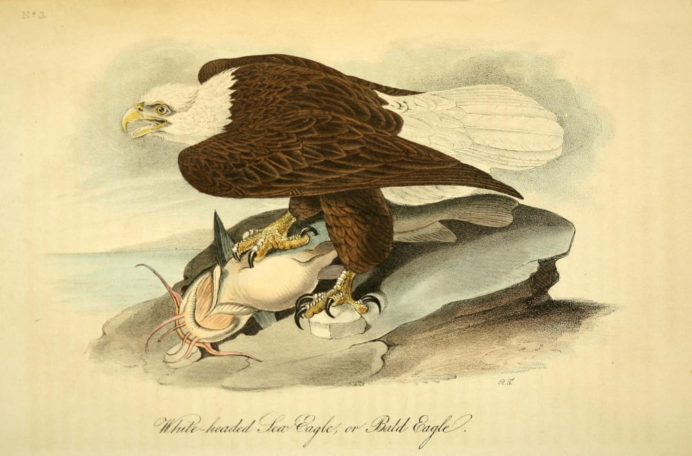 Birds of America 1844 Bald Eagle Canvas Art - JJ Audubon (24 x 36)