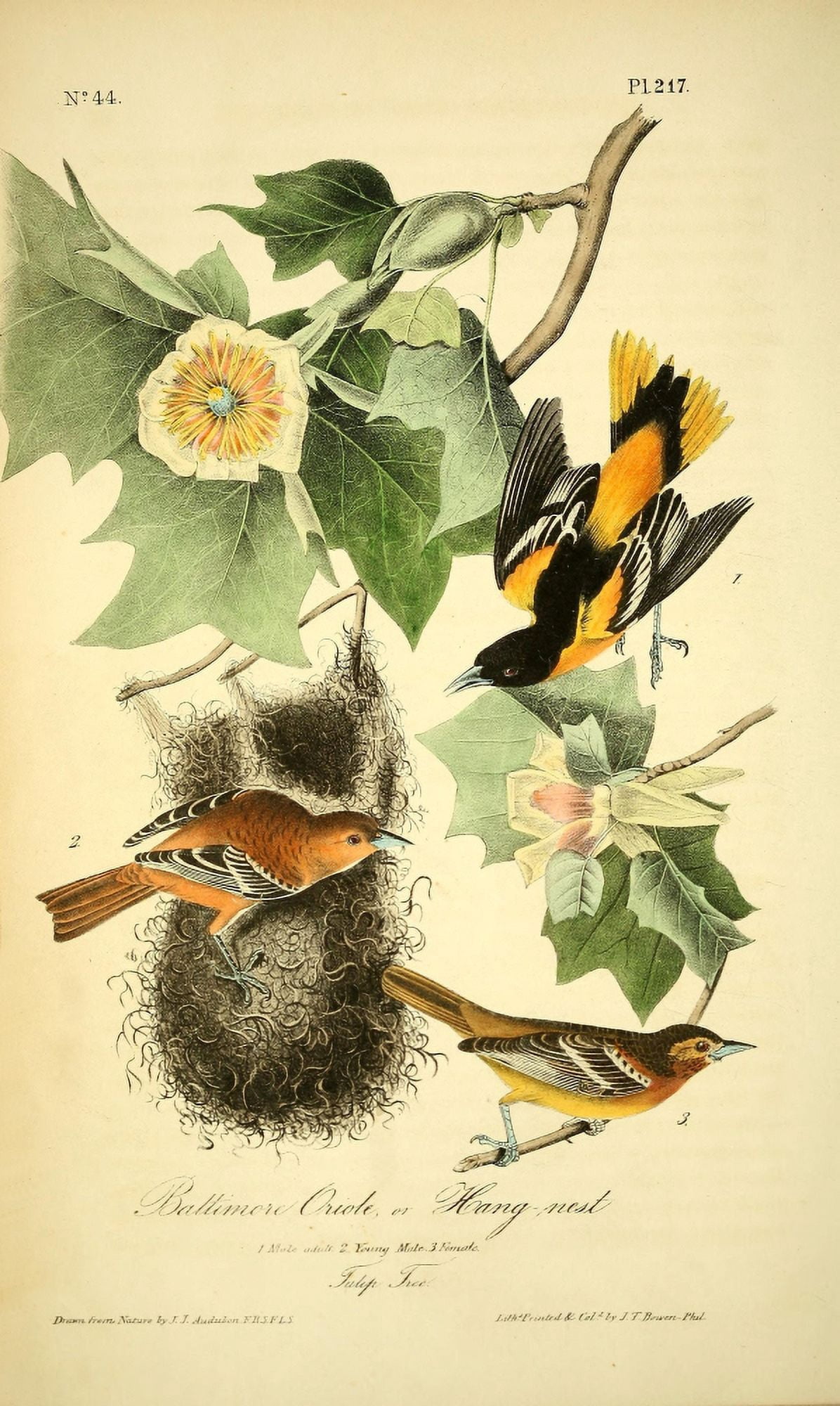 Birds of America 1844 Baltimore Oriole Canvas Art - JJ Audubon (24 x 36)